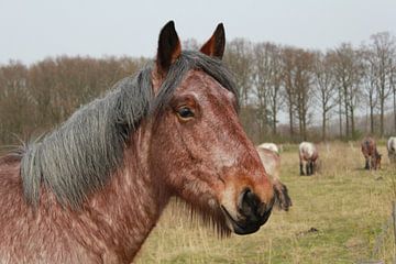 een portret van een bruin paard in een natuurlijk grasland van Angelique Nijssen