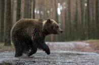 Europäischer Braunbär * Ursus arctos *, Jungtier van wunderbare Erde thumbnail