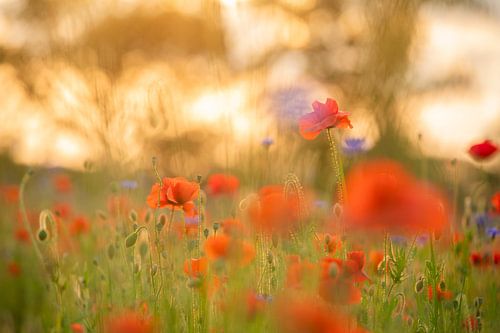 Poppies and cornflowers in the warm evening light by Nanda Bussers