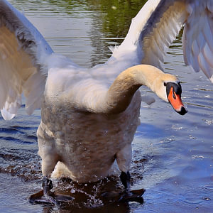 Schwan-Aktion 2