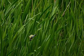 Upside down great tit by Rosenthal fotografie