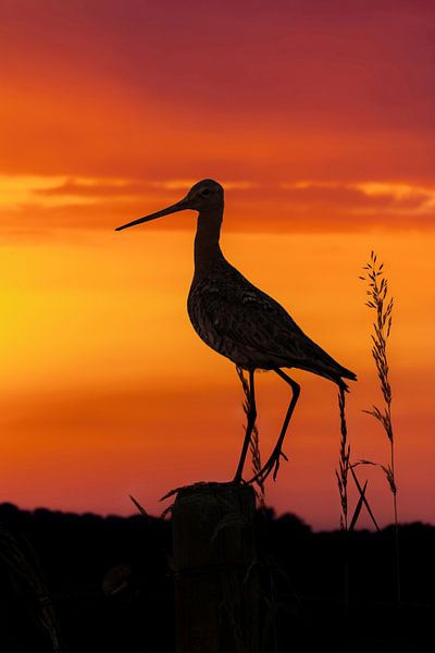 Black-tailed godwit in sunset. by Hans Buls Photography