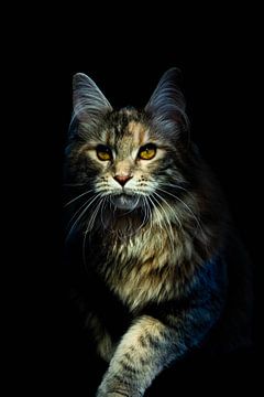 Maine Coon kat in het donker van Koen Kuijk