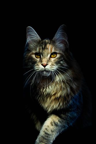 Chat Maine Coon dans l'obscurité