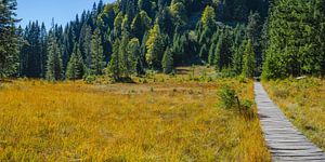 Hochmoor, Allgäu