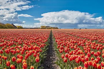 bulb fields with red tulips in bloom