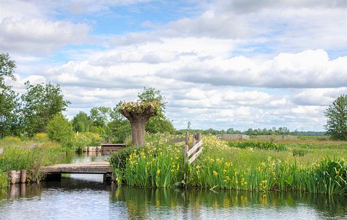 Scène de printemps dans les polders