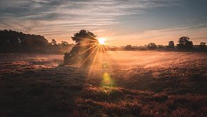 Morgennebel in der Westruper Heide