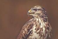 Raubvogel-1