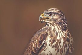 Oiseau de proie-1 sur sarah zentjens