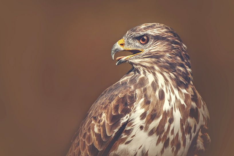 Bird of Prey-1 by sarah zentjens