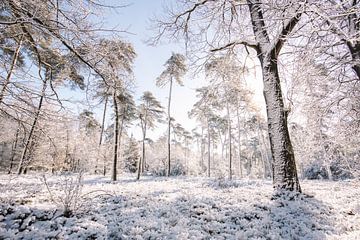 Salland Ridge in the Snow - Beautiful Winter Landscape by Wandeldingen