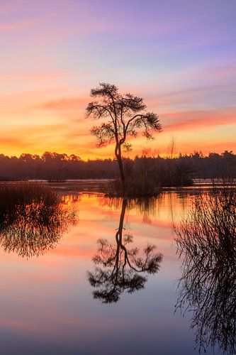 Lever de soleil sur l'arbre solitaire