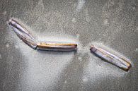 stranded on the beach by Ed Dorrestein thumbnail