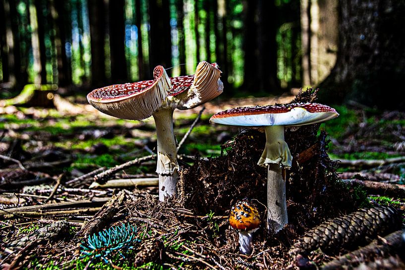 Nature mushrooms by Johnny Flash