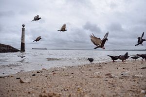 Vogels op de kust