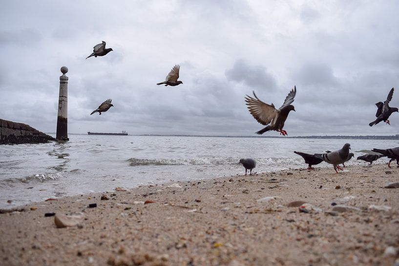 Birds at the beach by Kim de Been