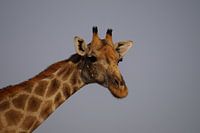 Grappige giraffe