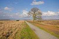 Eenzame boom Dwingelderveld