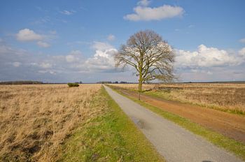 Solitary tree on the heath