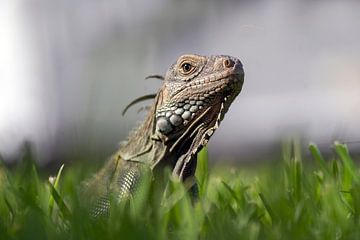 Iguana by Humphry Jacobs