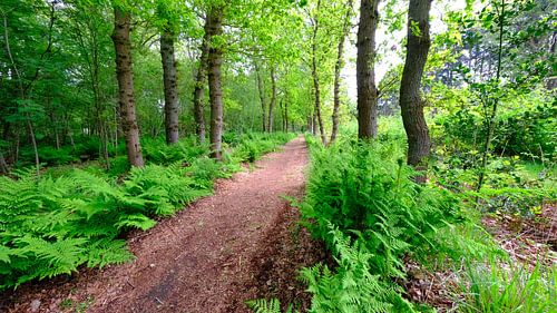 Sentier forestier bordé de fougères