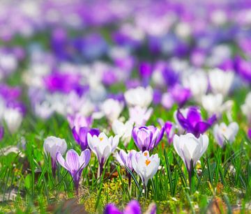 Prairie printanière avec crocus mauves et blancs sur ManfredFotos