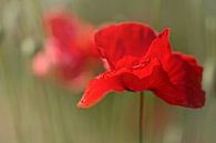 Summer Love.... (bloem, rood, klaproos, liefde) van Bob Daalder thumbnail