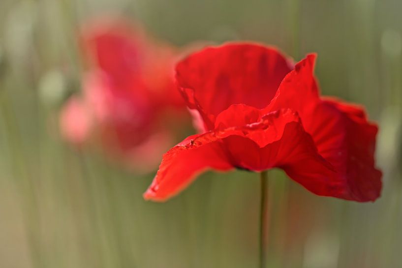 Summer Love.... (bloem, rood, klaproos, liefde) van Bob Daalder