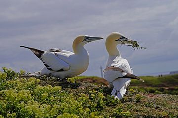 Broedende jan-van-genten op het eiland Helgoland.