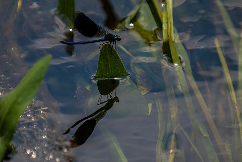 Bosbeekjuffer van Brian Morgan
