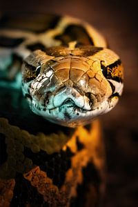 Instant - Serpent