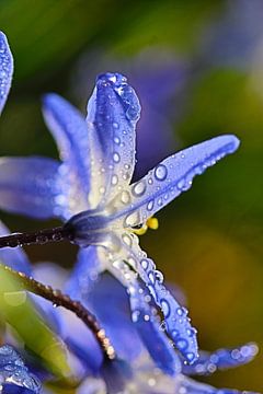 Scilla siberica - Blausternchen im Morgentau 2 van Simone Marsig