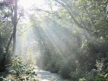 Zonnestralen in het bos van Judith van Wijk