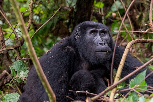 Afrikanischer Berggorilla