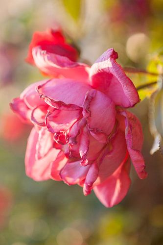 Uitgebloeide roos in avondlicht