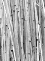 Reed Reed Reed