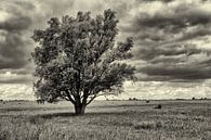 Solitär Baum im Grasland in schwarz und weiß von Photo Henk van Dijk Miniaturansicht