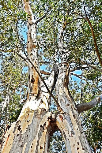 large eucalyptus trees