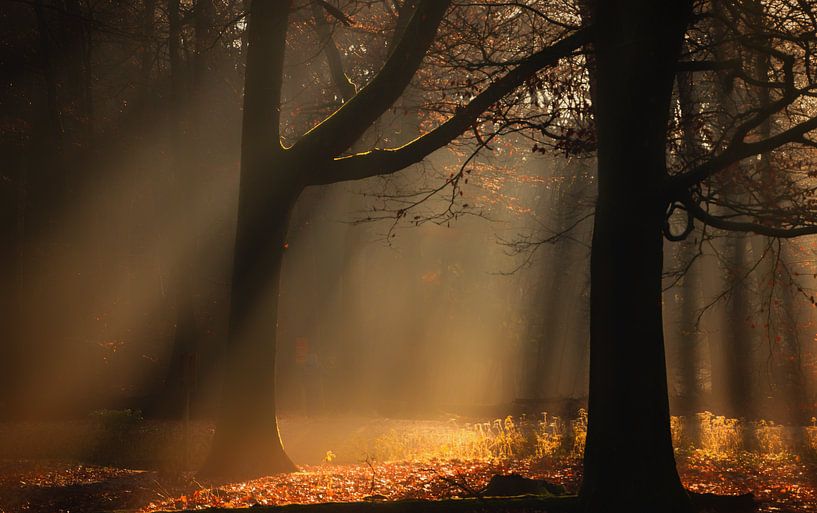 sunbeams through the trees by natascha verbij