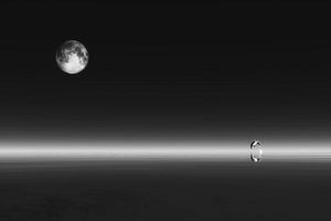 Tierreich  – Der Delphin mit dem Mond