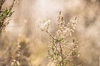 Natuurlijke schoonheid: detail uit het Ravenvennen landschap