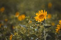 Zonnebloemen