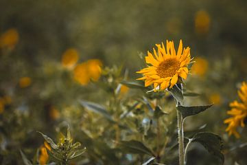 Zonnebloemen van Markus Weber