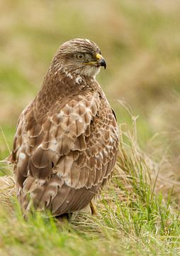 Bussard von Menno Schaefer