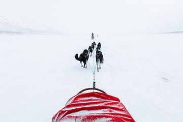 Sledehonden over bevroren meer van Martijn Smeets