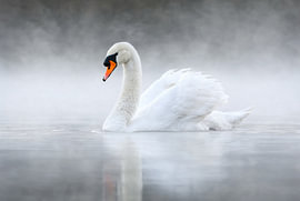 Rustige zwaan in de mist