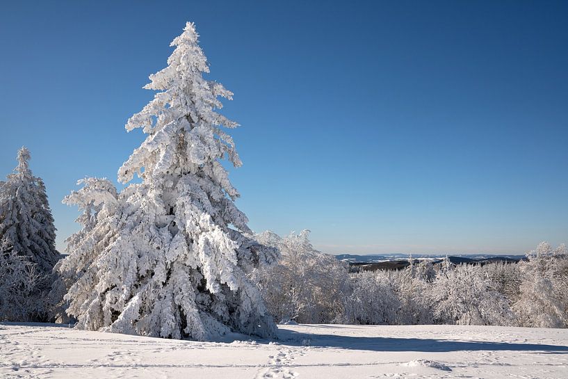 Kahler Asten, Sauerland, Germany by Alexander Ludwig