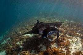 manta manta von Michelle Vanmaele