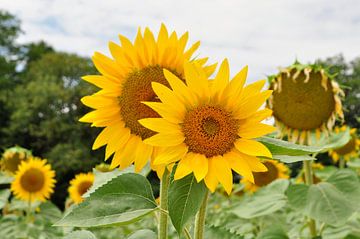 Sonnenblumen von Corinne Welp